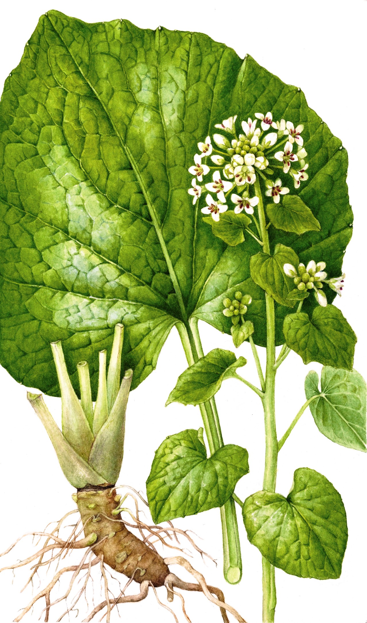 Eutrema japonicum: Systematics, Etymology, Habitat, Cultivation