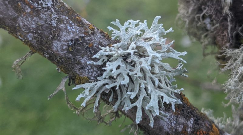 Evernia prunastri