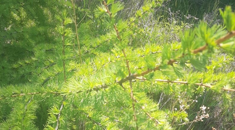 Larix sibirica