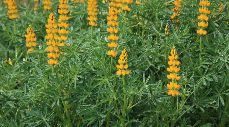 Lupinus luteus