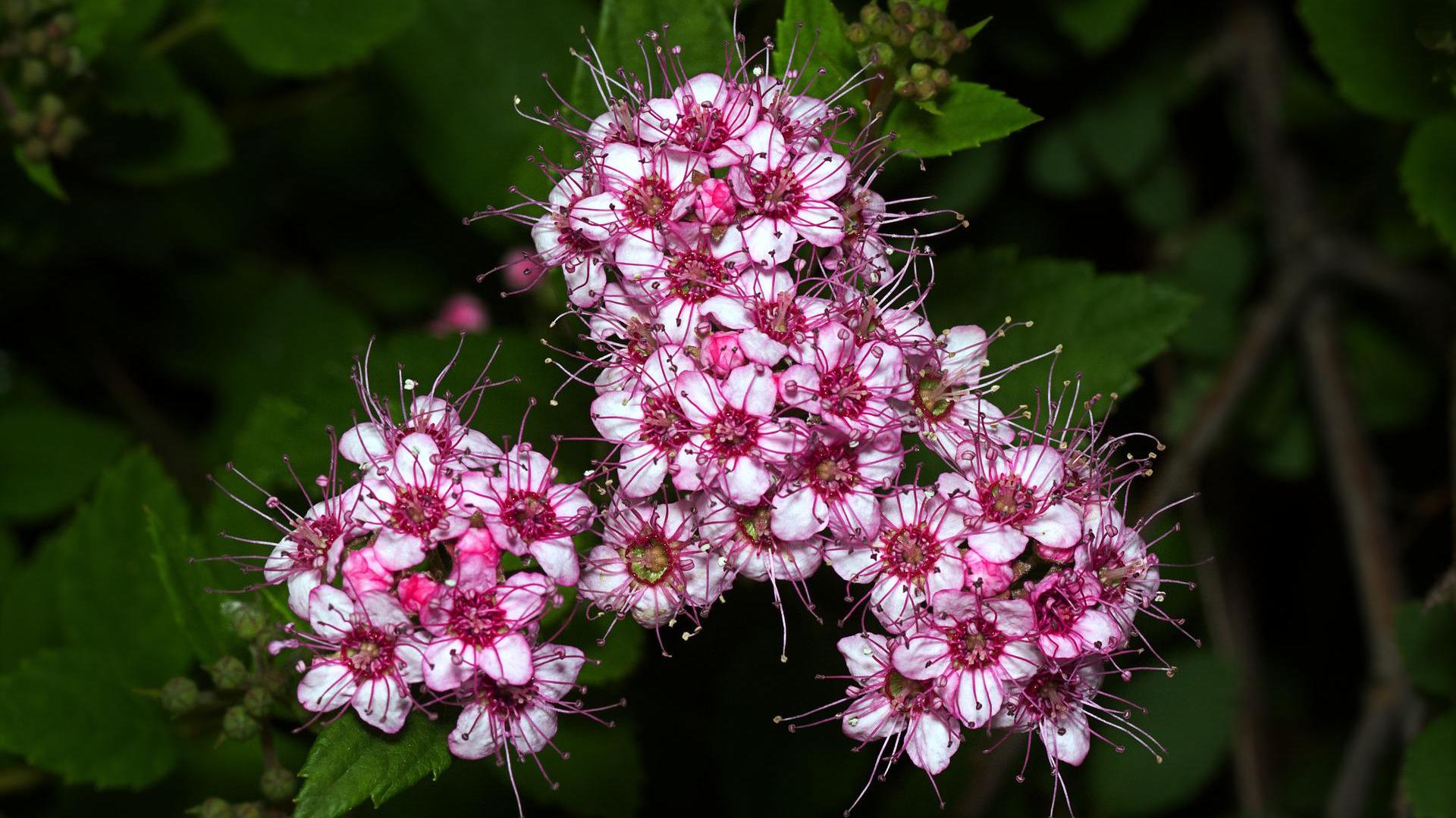 Lista de Plantas Medicinales - Letra S, T, U, V, W, X, Y, Z : Nombre