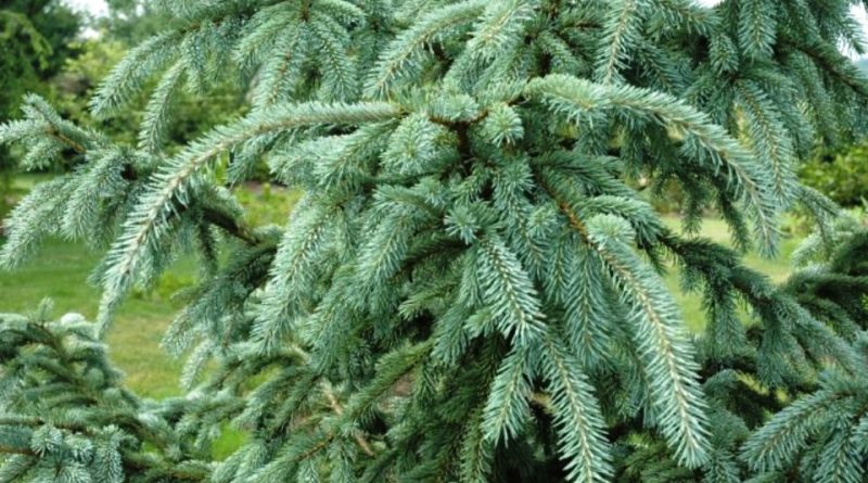 Picea aurantiaca