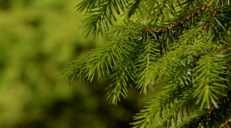 Picea brachytyla