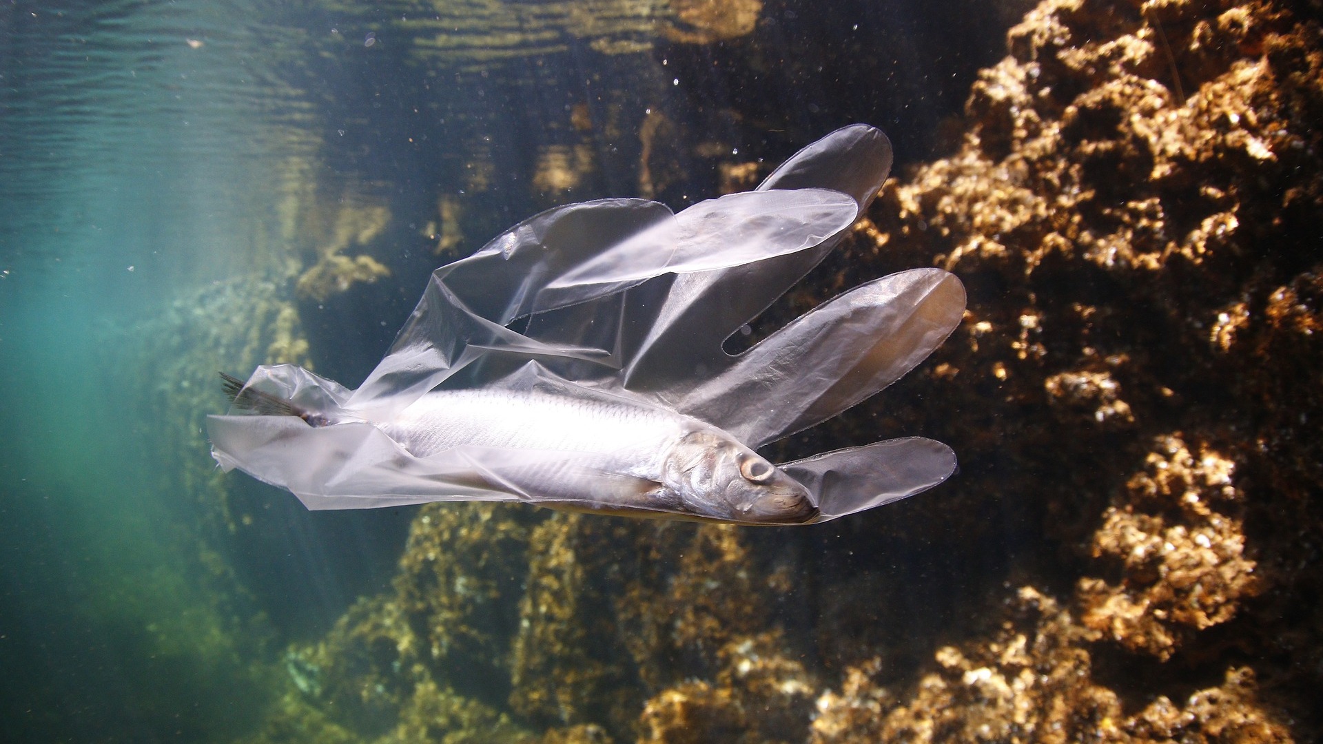 Microplastiche e palstiche nei mari