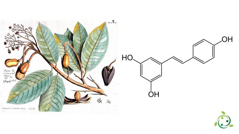 Resveratrol chemical formula, occurrence in nature, properties