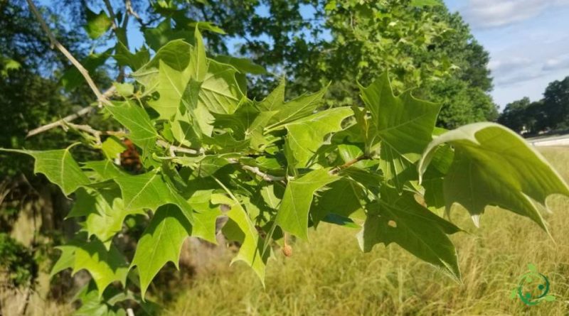 Riproduzione del Platano occidentale