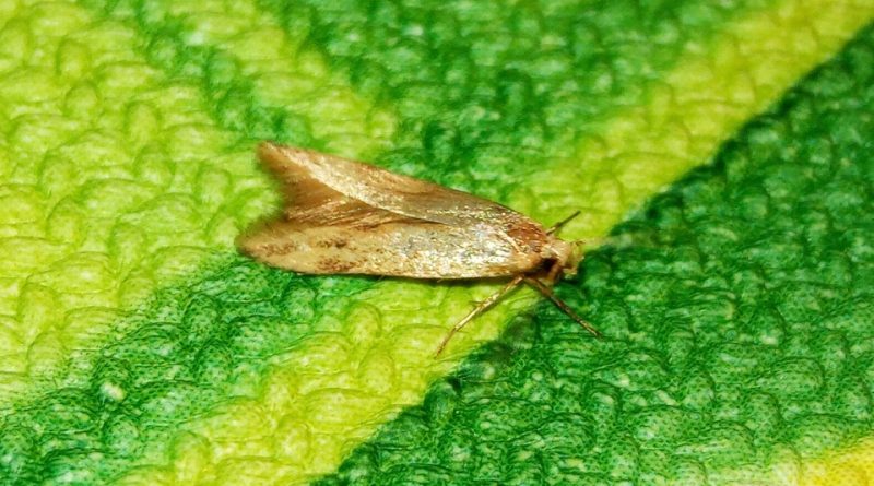 Sitotroga cerealella