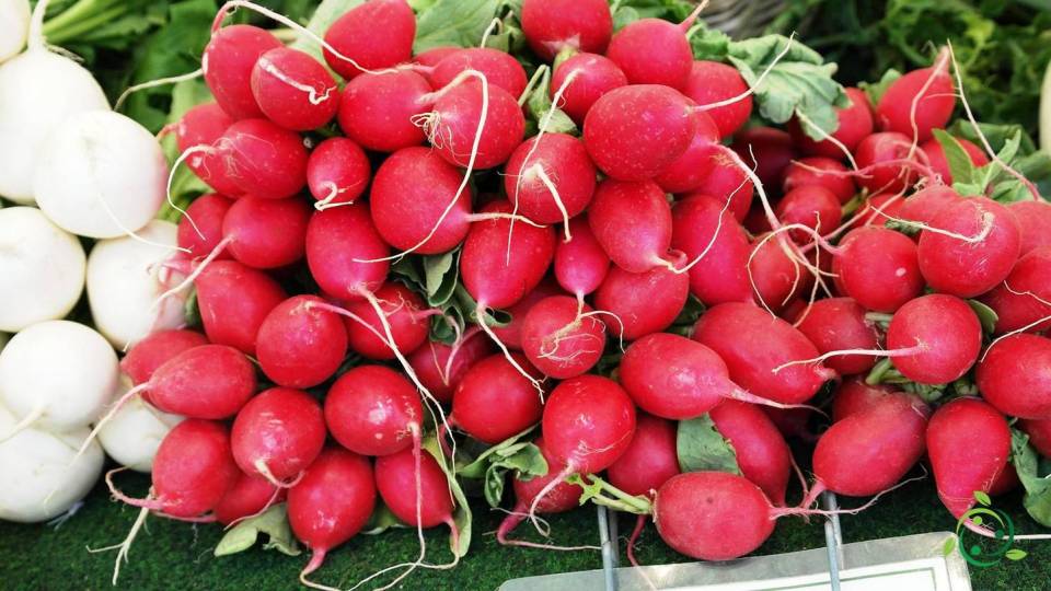 Nutritional value of Radish Characteristics, Properties