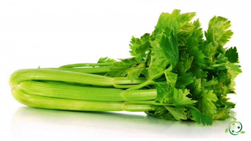 Nutritional value of celery Characteristics, Properties