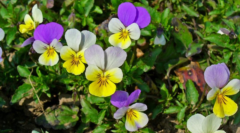 Viola tricolor