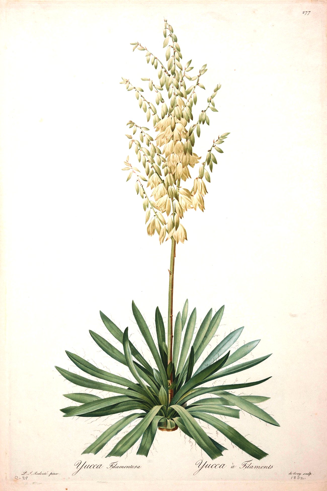 Yucca filamentosa Systematics, Etymology, Habitat, Cultivation