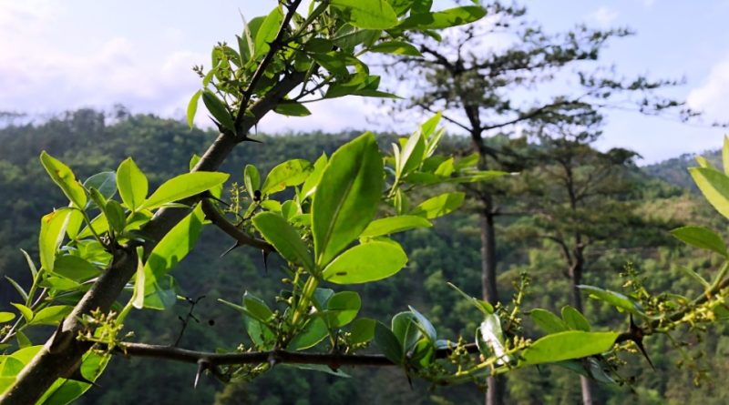 Zanthoxylum acanthopodium