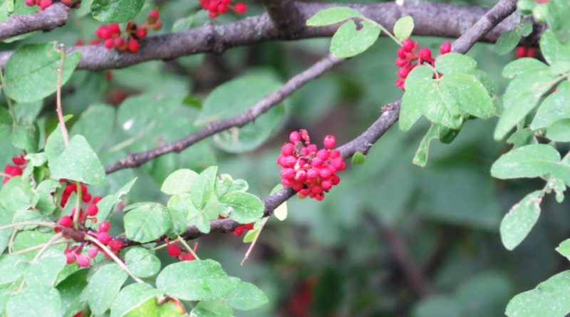 Zanthoxylum americanum