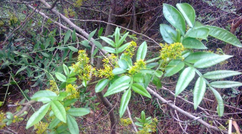 Zanthoxylum armatum