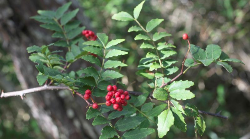 Zanthoxylum piperitum