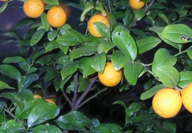 Citrus volkameriana