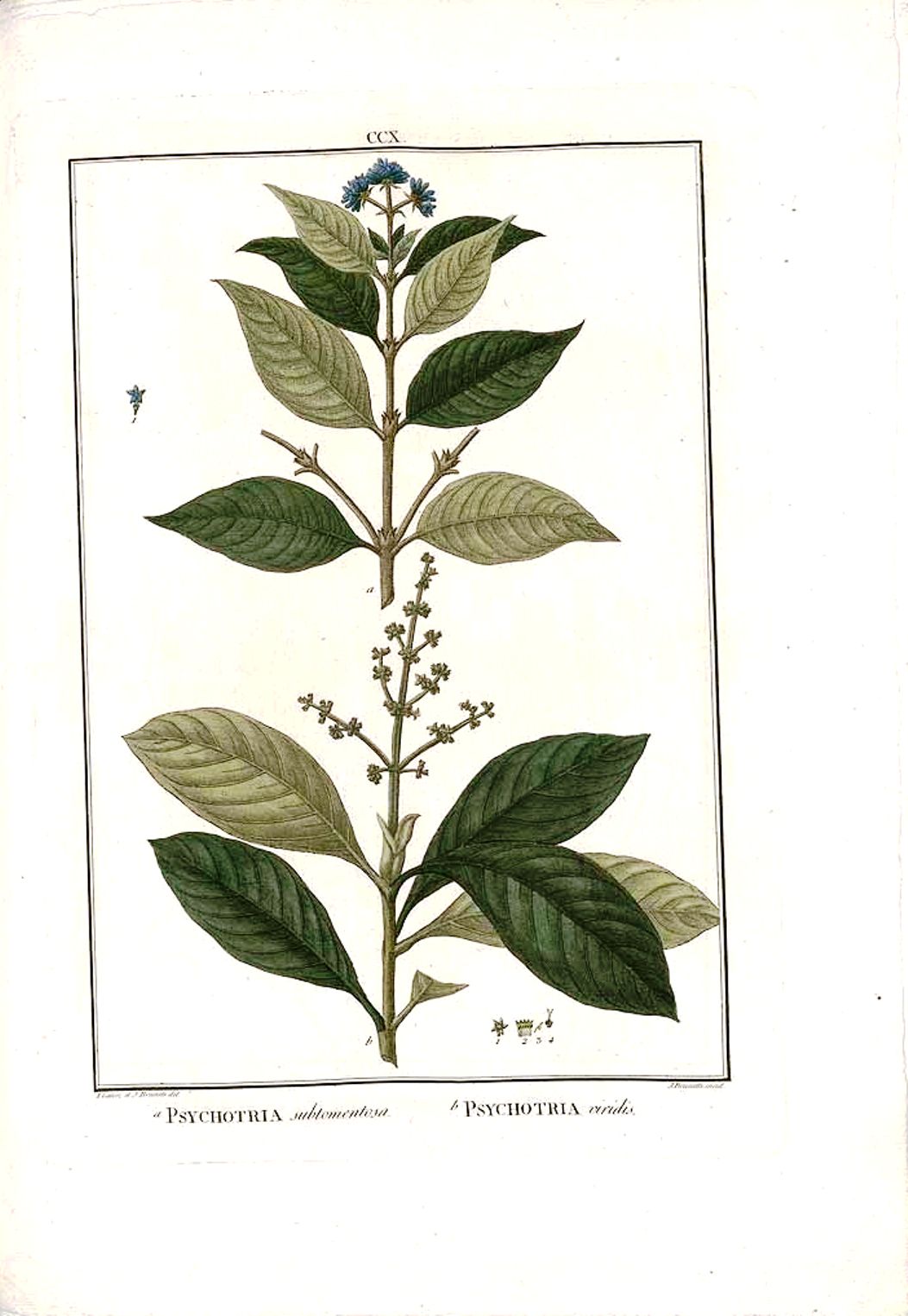 Psychotria viridis Systematics, Etymology, Habitat, Cultivation