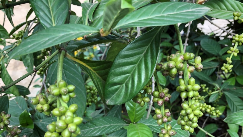 Semillas De Psychotria Nervosa (café Silvestre) - Atrae Aves Y Mariposas, Planta Nativa De Florida