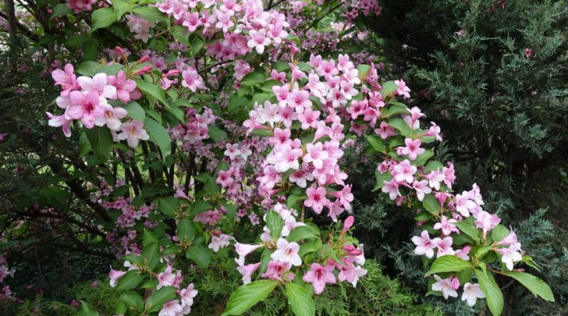 Weigela amabilis