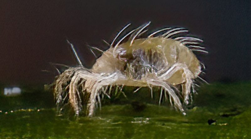 Tetranychus urticae