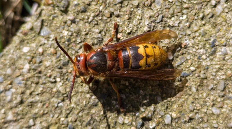 Vespa crabro