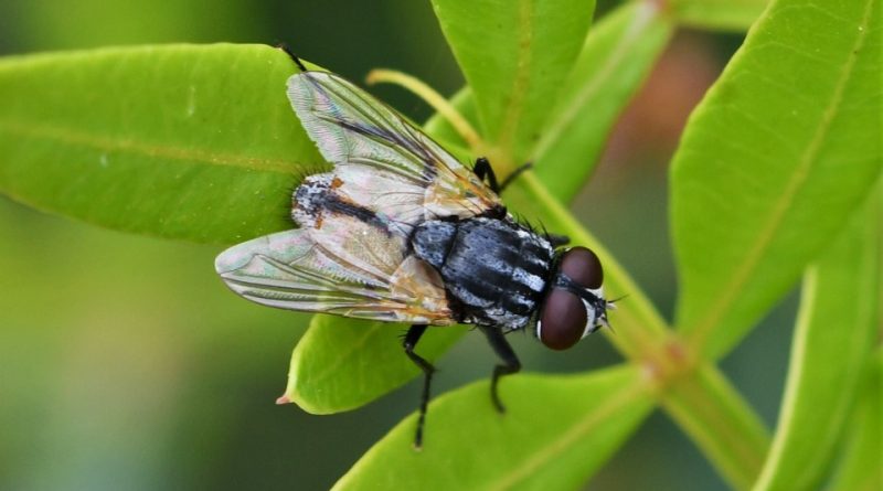 Musca domestica