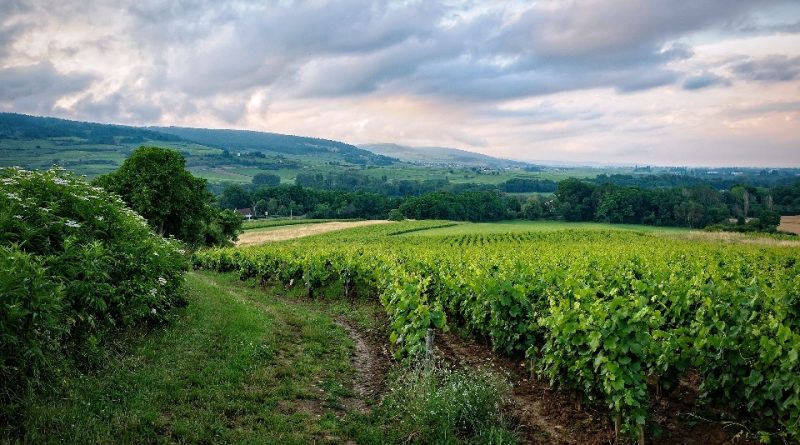 Biodiversità e resa agricola