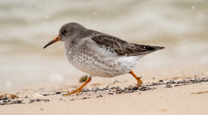 Calidris maritima