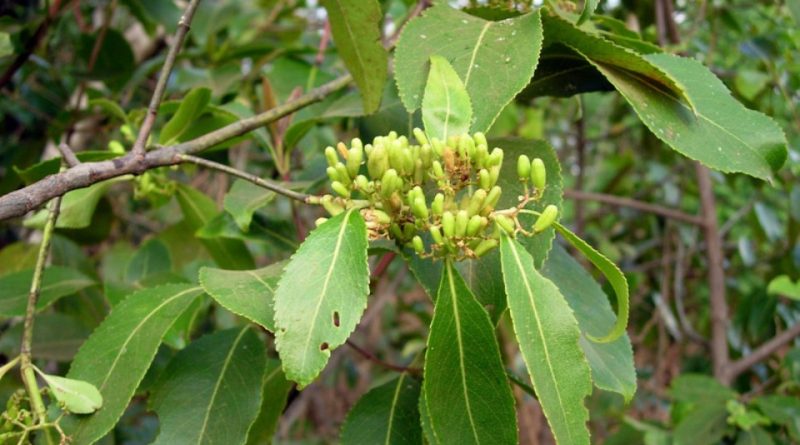 Catha edulis