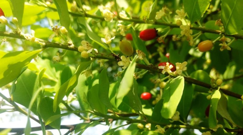 Erythroxylum coca