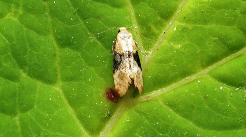 Eupoecilia ambiguella