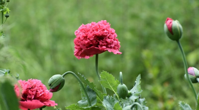 Papaver somniferum