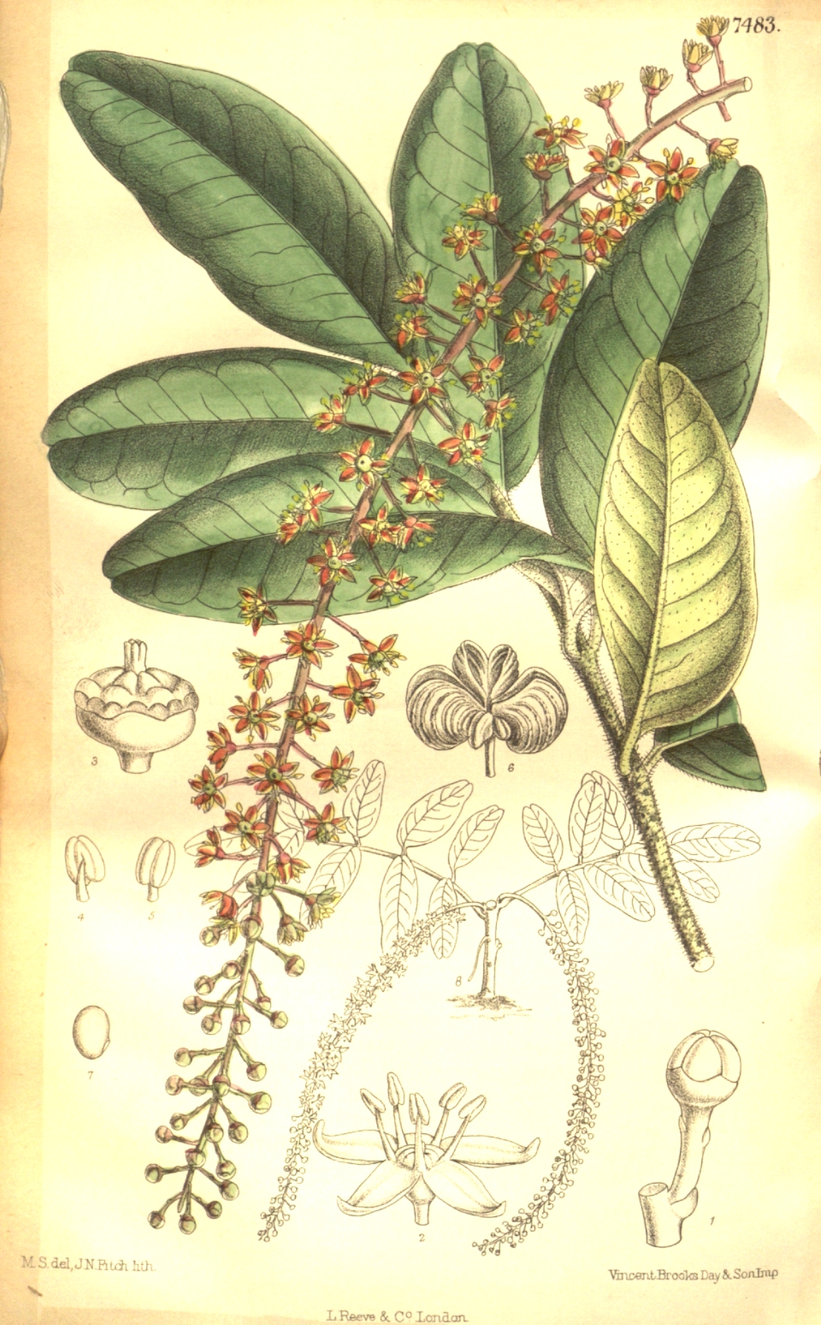 Pilocarpus jaborandi Sistemática, Etimología, Hábitat, Cultivo