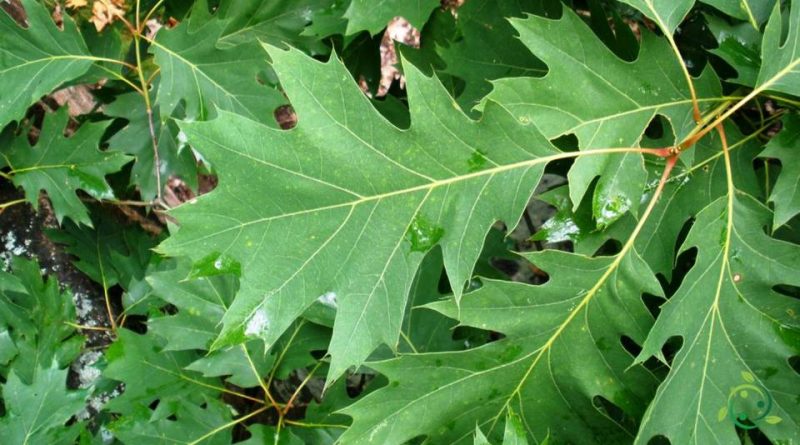 Riproduzione della Quercia rossa