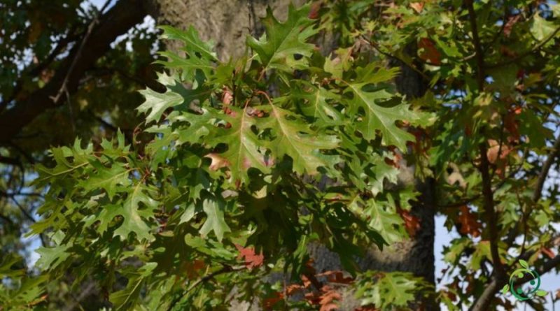 Riproduzione della Quercia scarlatta