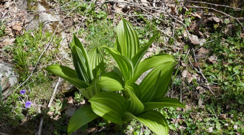 Veratrum album