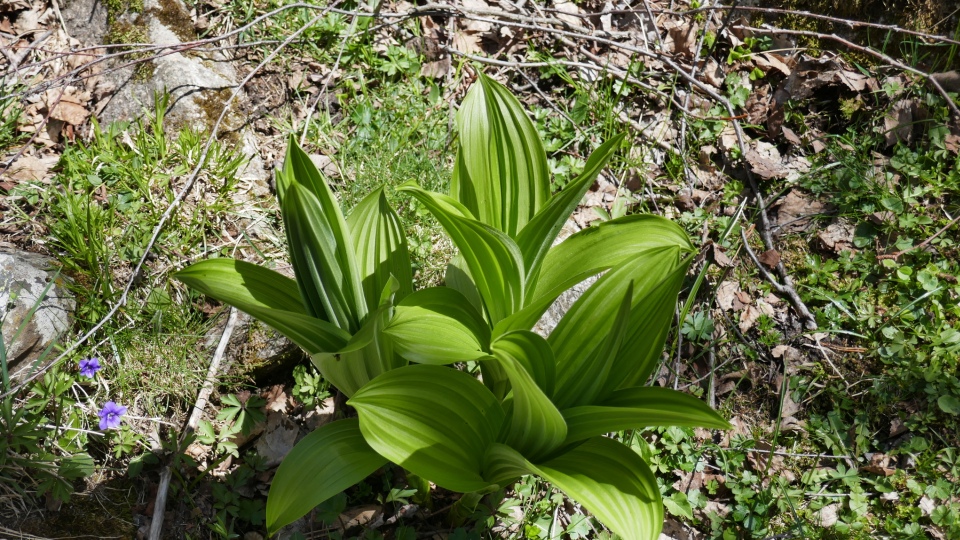 Veratrum album. Systematics, Etymology, Habitat, Cultivation