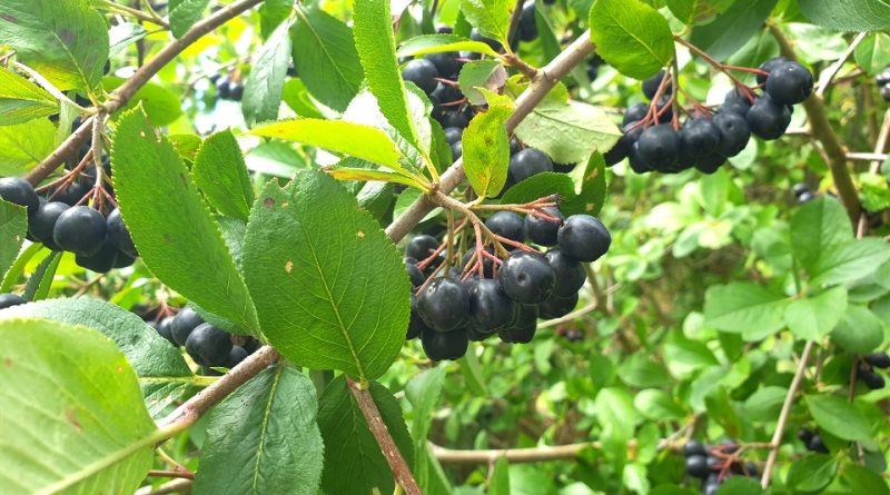 Aronia × prunifolia