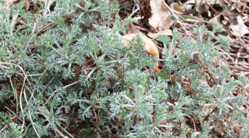 Artemisia alba