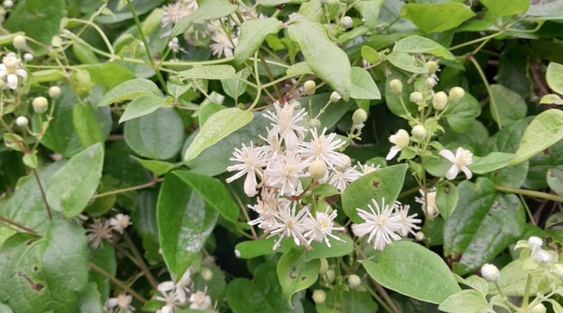 Clematis vitalba