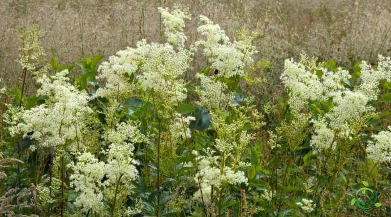 Coltivazione della Filipendula