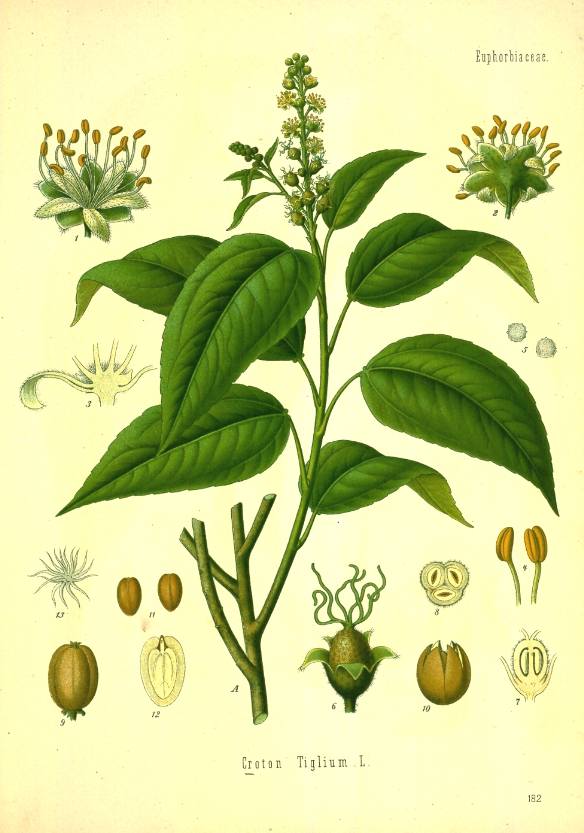 Croton tiglium Systematics, Etymology, Habitat, Cultivation