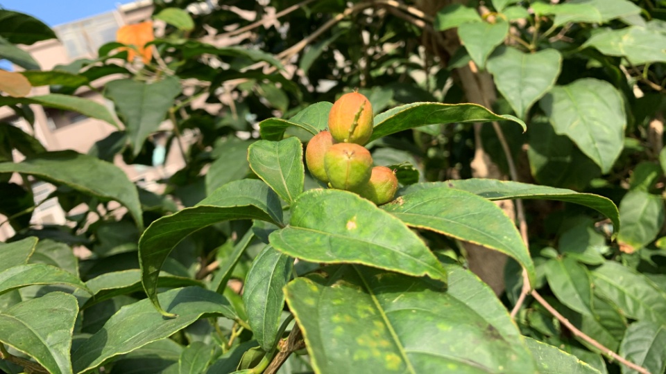 Croton tiglium Systematics, Etymology, Habitat, Cultivation