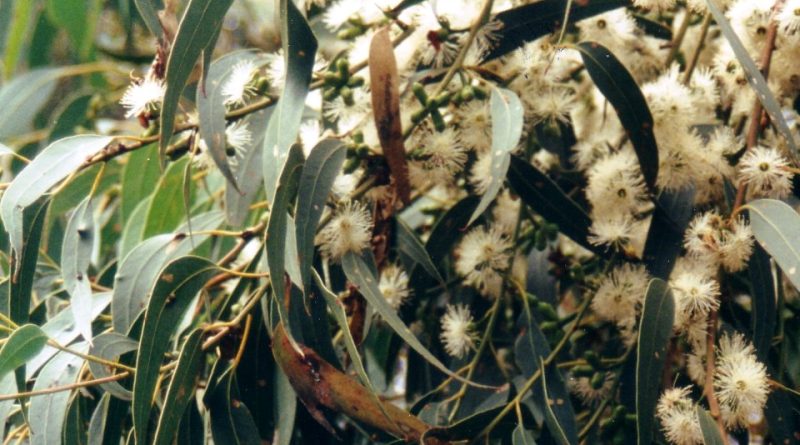 Eucalyptus dives