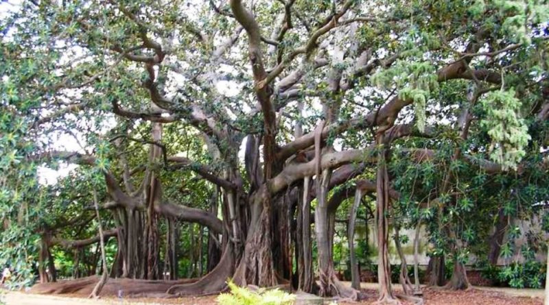 Ficus macrophylla