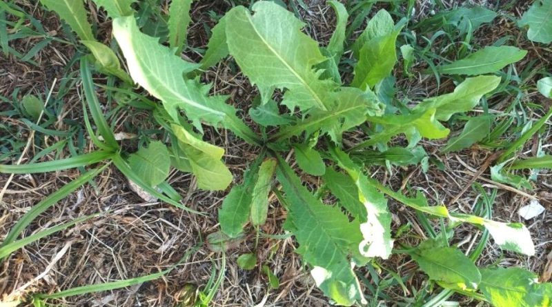 Lactuca virosa