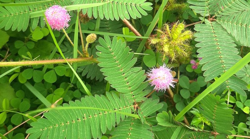 Mimosa pudica: Sistematica, Etimologia, Habitat, Coltivazione