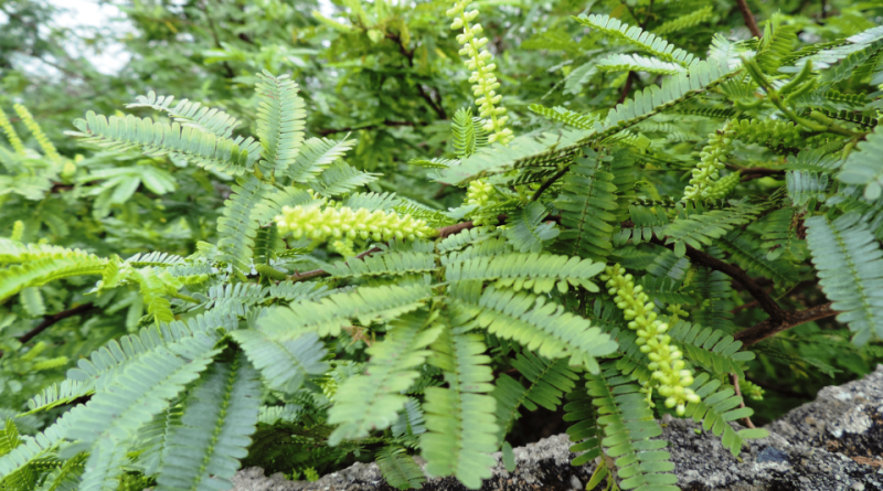 Mimosa tenuiflora