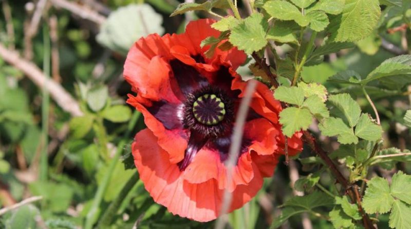 Papaver bracteatum