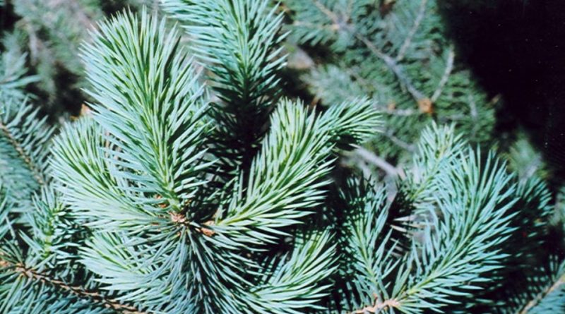 Picea chihuahuana